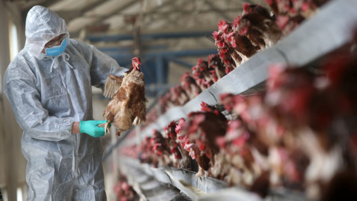 Poultry farmers affected by Bird Flu in Ghana to be compensated