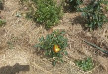 Zimbabwe farmers told to scale up chilli farming