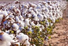 Mali records highest cotton production Mali records highest cotton production