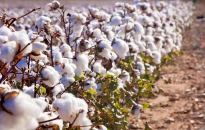 Mali records highest cotton production