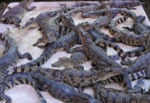 Zambia’s game farming gives people, wildlife hope