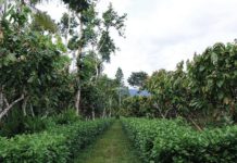 EIF launches urban agriculture grant in Namibia EIF launches urban agriculture grant in Namibia