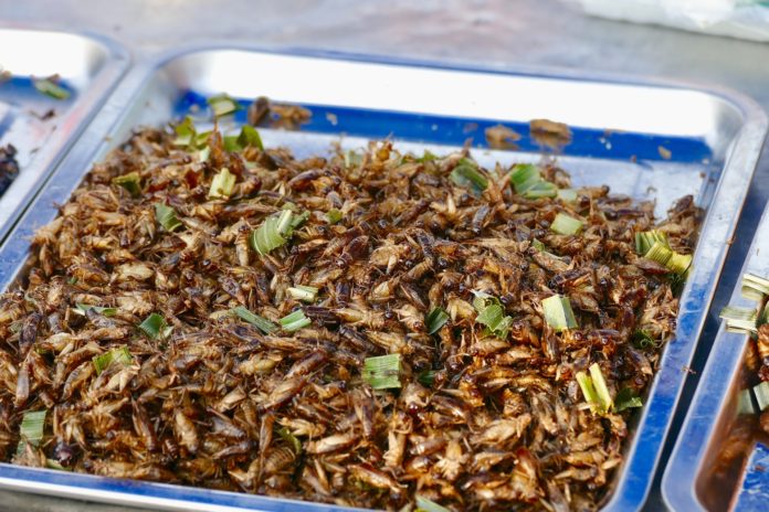 Rwanda unveils guidebook for insect industry