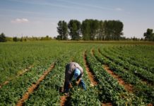 Agribank, Nab join forces to promote agriculture in Namibia Agribank, Nab join forces to promote agriculture in Namibia