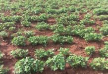 Turkana County in Kenya taps into groundnut farming