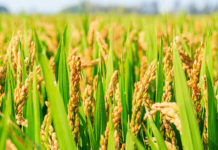 Angimex inks rice export contract with Sierra Leone Angimex inks rice export contract with Sierra Leone