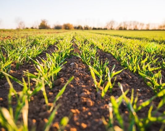 Kenya, US set for agriculture trade deals Kenya, US set for agriculture trade deals