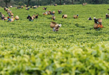 Kenya mulls tea fund to boost price stabilization Kenya mulls tea fund to boost price stabilization