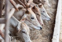 Understanding Genetics When Raising Livestock