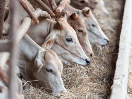 AICCRA project closes livestock feed gap for over 31,900 Ethiopian farmers – Research