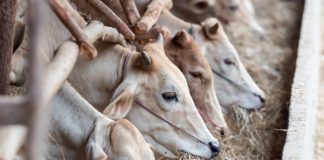 AICCRA project closes livestock feed gap for over 31,900 Ethiopian farmers – Research
