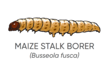 Corteva Agriscience Leads Fight Against Above-Ground Maize Pests