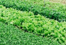 Fertilisers made from sludge