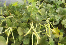 Intercropping melon and cowpea improves soil nutrients and increases melon yields
