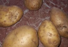 Banana waste, potato’s gain