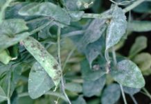 Agriculture extension officers in Ghana receive training in pest and disease management Agriculture extension officers in Ghana receive training in pest and disease management
