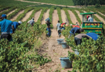 Farmers, SA local council accused of ignoring tensions between migrant farm workers