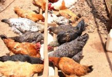 Farmers in Kenya receive improved kienyeji chicken Farmers in Kenya receive improved kienyeji chicken