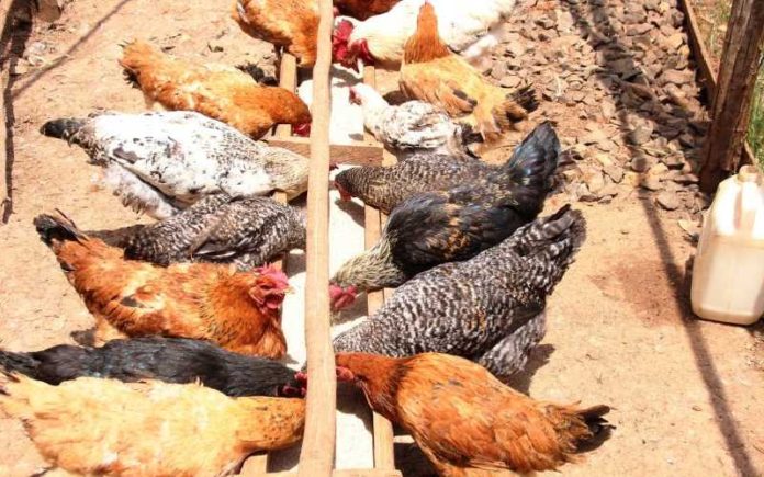 Farmers in Kenya receive improved kienyeji chicken