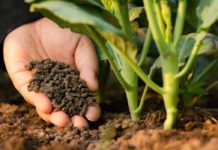 Fertilizer prices drops in Kenya Fertilizer prices drops in Kenya