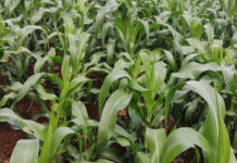 What is the Next Move for Site-Specific Nutrient Management Research in sub-Saharan Africa?