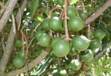 Taita Taveta, in Kenya sets sight in macadamia farming Taita Taveta, in Kenya sets sight in macadamia farming