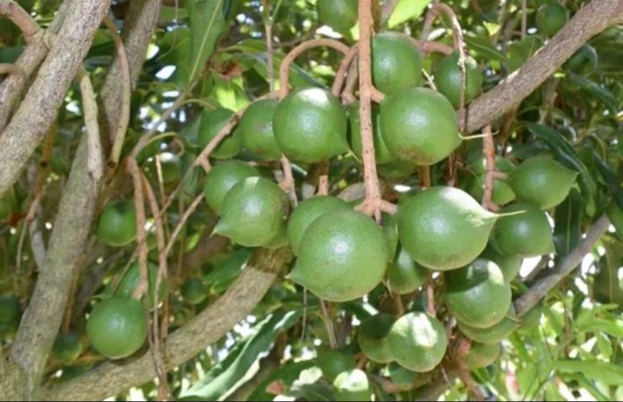Taita Taveta, in Kenya sets sight in macadamia farming