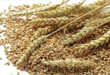 Egypt to import wheat from India Egypt to import wheat from India