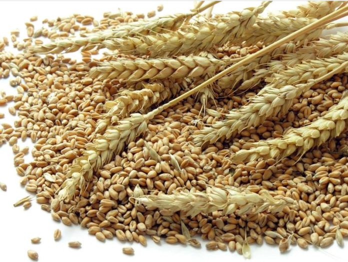 Egypt to import wheat from India
