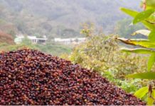 Kenya Planters distribute subsidized fertilizer to coffee farmers Kenya Planters distribute subsidized fertilizer to coffee farmers