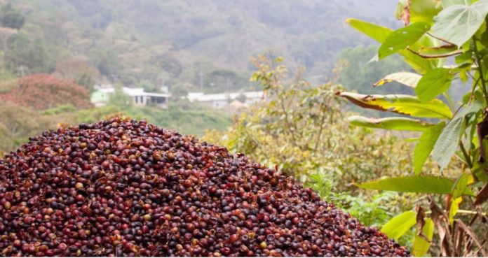 Kenya Planters distribute subsidized fertilizer to coffee farmers