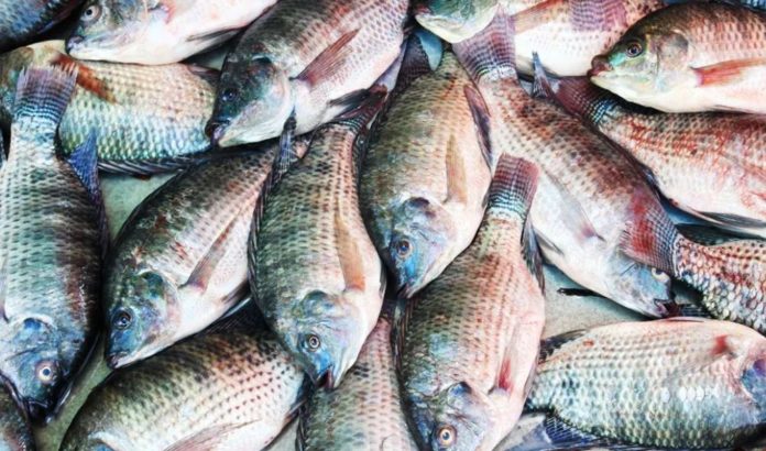 Morocco’s fisheries production records 14% increase
