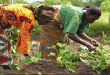Mozambique launches agricultural marketing campaign Mozambique launches agricultural marketing campaign