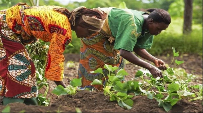 Mozambique launches agricultural marketing campaign