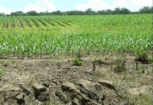 BAFS, Sierra Leone to publish crop suitability soil report BAFS, Sierra Leone to publish crop suitability soil report