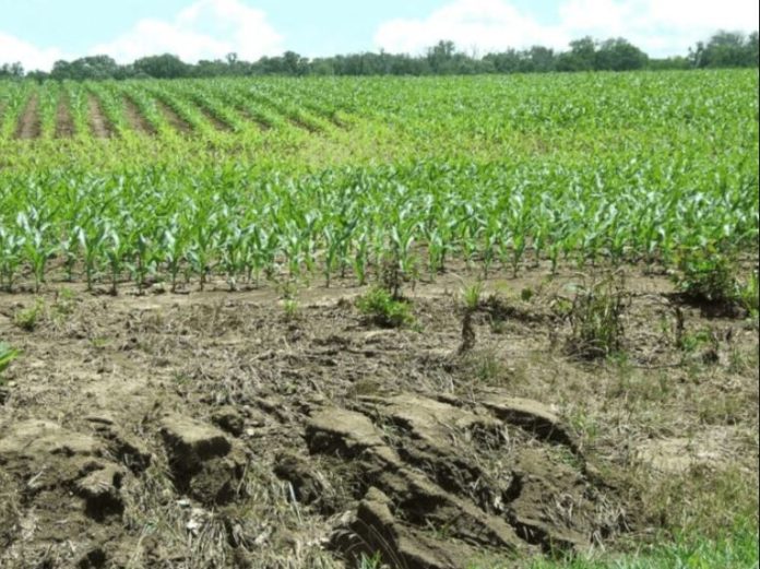 BAFS, Sierra Leone, will publish a report on cropland suitability