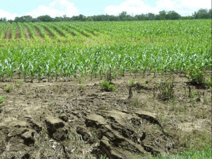 BAFS, Sierra Leone to publish crop suitability soil report