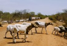 Livestock farmers in Kenya to benefit from Sh 100m financing Livestock farmers in Kenya to benefit from Sh 100m financing