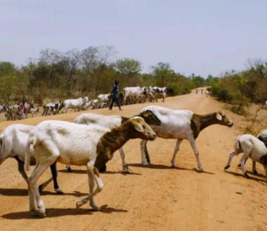 Kenya unveils livestock investment drive aimed at benefiting 350,000 pastoralists Livestock farmers in Kenya to benefit from Sh 100m financing