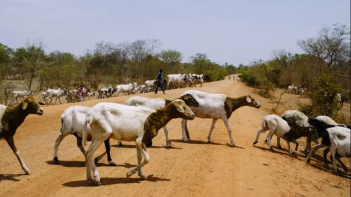 Livestock farmers in Kenya to benefit from Sh 100m financing