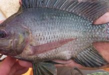 WorldFish facilitates transfer of GIFT tilapia to Nigeria WorldFish facilitates transfer of GIFT tilapia to Nigeria