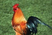 South African chicken prices set to soar South African chicken prices set to soar