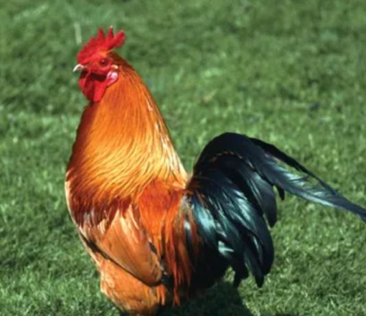 South African chicken prices set to soar South African chicken prices set to soar