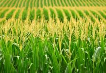 Nigeria’s Annual Maize Conference to return Nigeria’s Annual Maize Conference to return