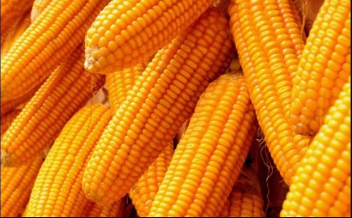 Feed manufactures in Kenya seek for importation of yellow maize