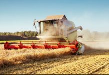 Morocco anticipate near-record harvest Morocco anticipate near-record harvest