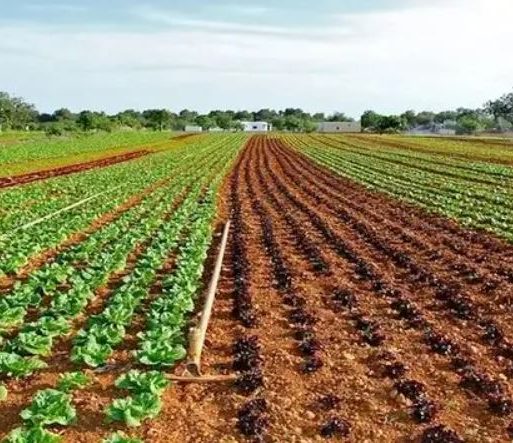 AfDB mobilises US $540M to support agriculture in Nigeria