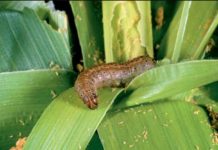 Kenya launches campaign against destructive armyworm Kenya launches campaign against destructive armyworm