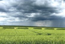 Cameroon launches agricultural campaign Cameroon launches agricultural campaign