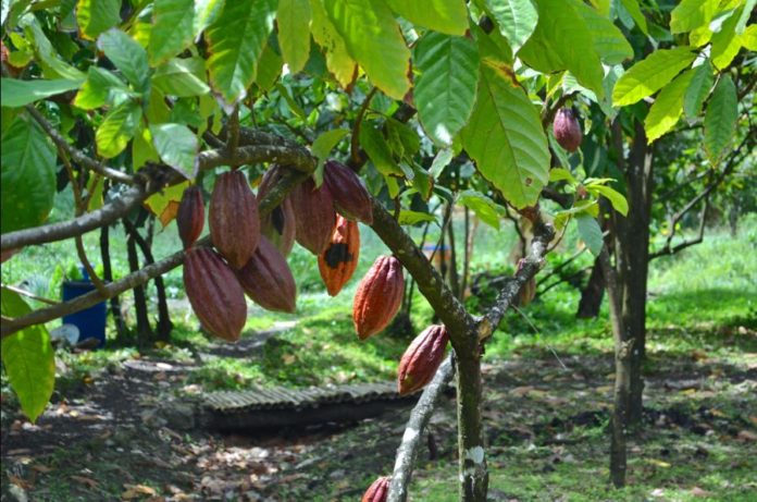 Nigeria to join West Africa’s 'Cocoa OPEC'